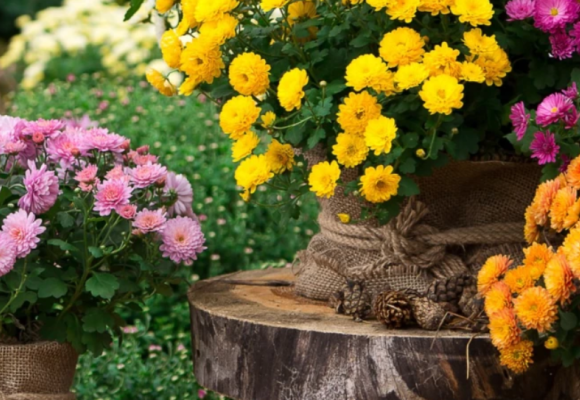Nevšednú krásu chryzantém oceníte v trvalkovom záhone aj vo váze