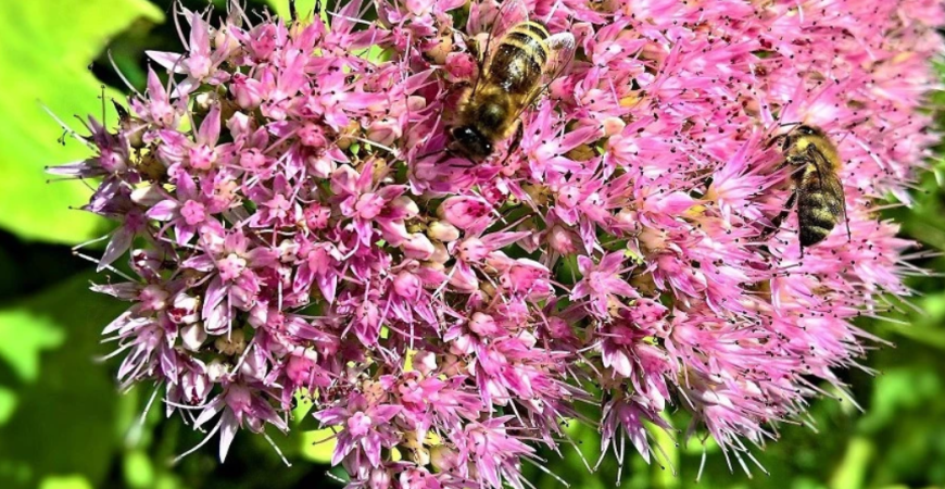 Zabudnuté rastliny okrasných záhrad - rozchodníky, hodia sa do suchých záhrad, skaliek aj na strechy