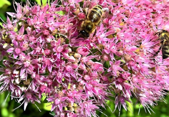 Zabudnuté rastliny okrasných záhrad - rozchodníky, hodia sa do suchých záhrad, skaliek aj na strechy