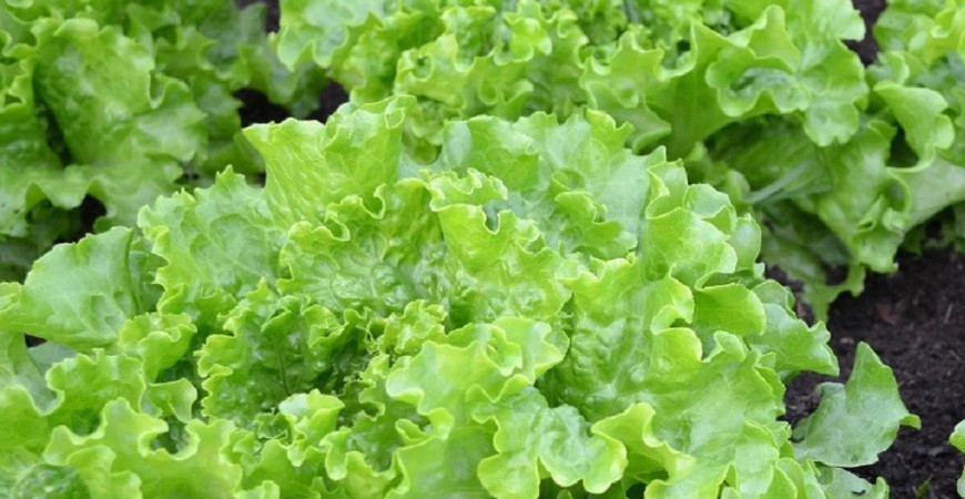 Listová zelenina nielen pre králikov