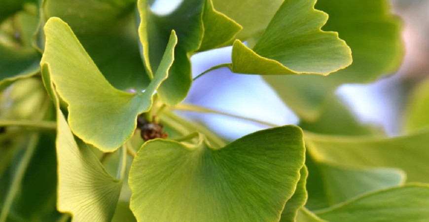 Ginkgo biloba – strom so zázračnými účinkami