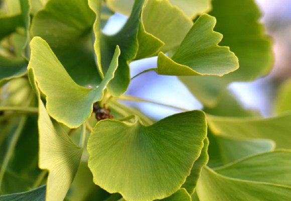 Ginkgo biloba – strom so zázračnými účinkami