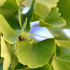 Ginkgo biloba – strom so zázračnými účinkami