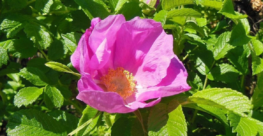 Ruža vráskavá upúta prirodzenou krásou