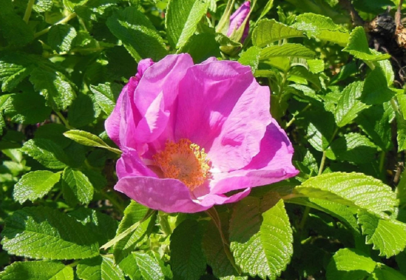 Ruža vráskavá upúta prirodzenou krásou