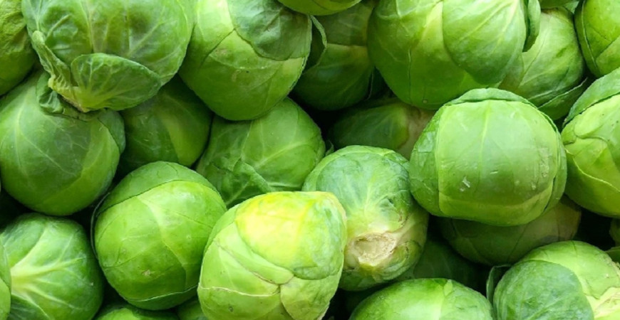 Ružičkový kel: pestovanie vitamínov v zime