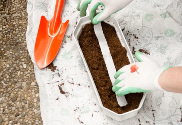 Vypestujte si zeleninu z výsevných pásikov a diskov aj v auguste