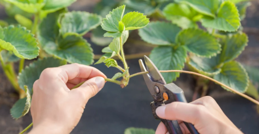 August je ideálnym časom na množenie jahôd
