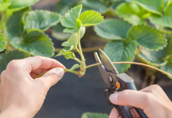 August je ideálnym časom na množenie jahôd