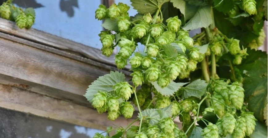 Pri pergole nemusíte pestovať len okrasné kríky - 2. časť