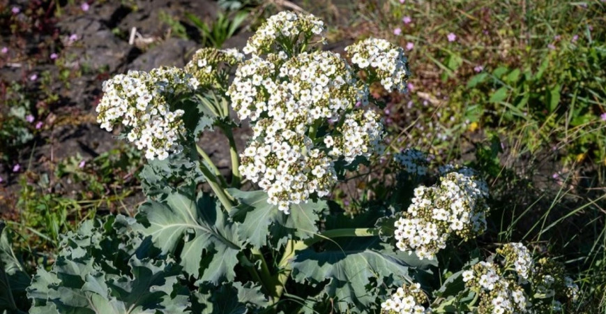 Sadíme a pestujeme - Katran prímorský