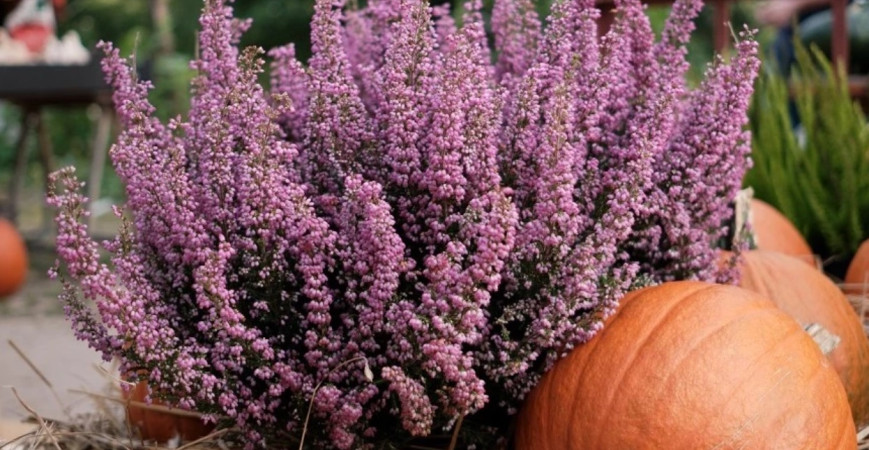 Jesenný strih levandule