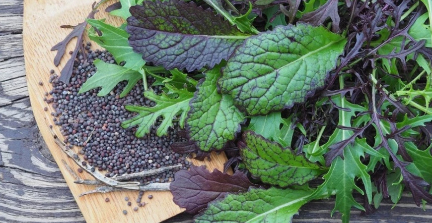 Vysaďte si na záhradke rôzne druhy ázijskej zeleniny