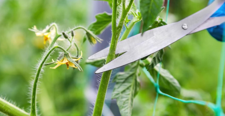 Zaštepovanie paradajok