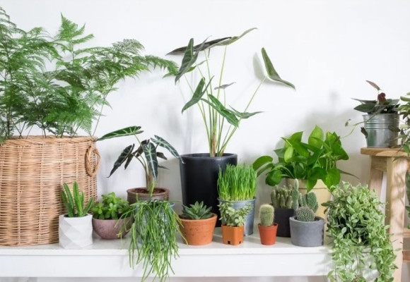 Užitočné vlastnosti izbových rastlín