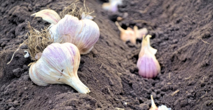 Jesenná výsadba cesnaku