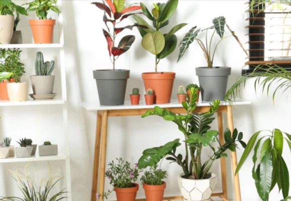 Starostlivosť o izbové rastliny