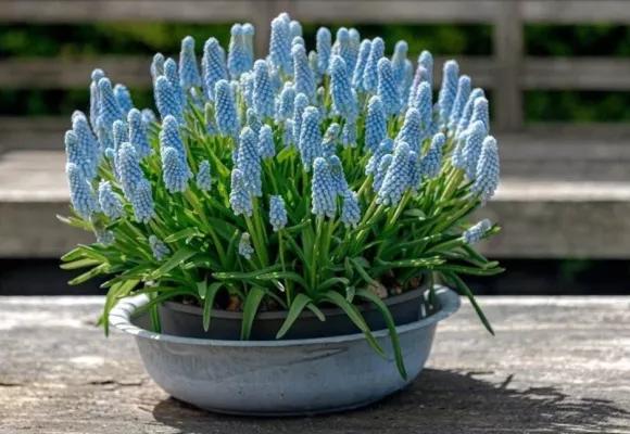 Kvety modrých farieb, ktoré rastliny ich majú?