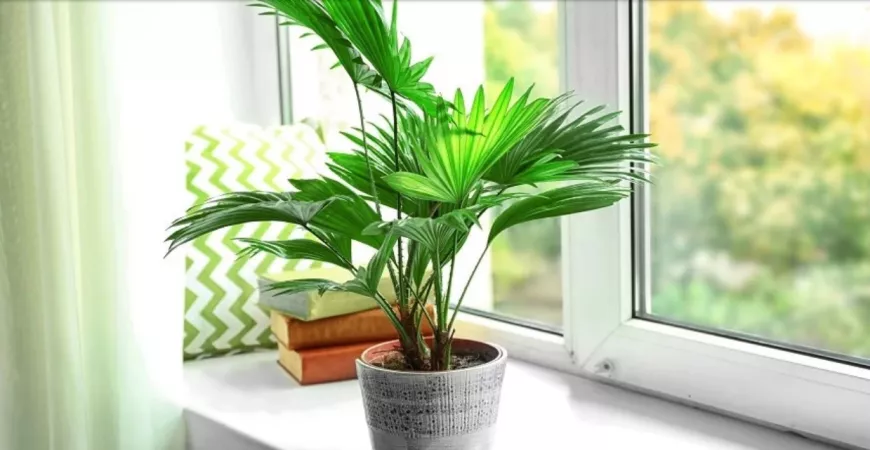 Sadíme a pestujeme - Palmy