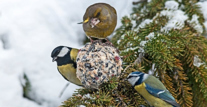 Výroba domácich lojových gulí