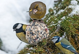 Výroba domácich lojových gulí