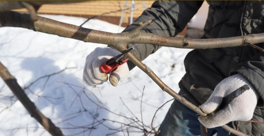 Zimná starostlivosť o ovocné stromy