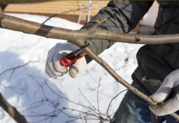 Zimná starostlivosť o ovocné stromy
