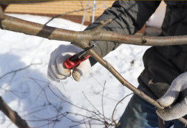 Zimná starostlivosť o ovocné stromy