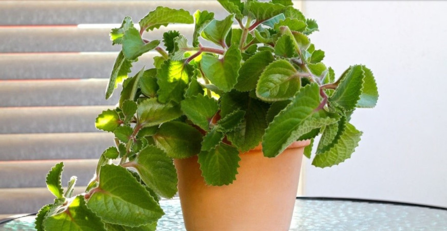 Nádchovník - prírodný pomocník pri prechladnutí