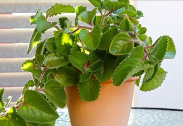 Nádchovník - prírodný pomocník pri prechladnutí