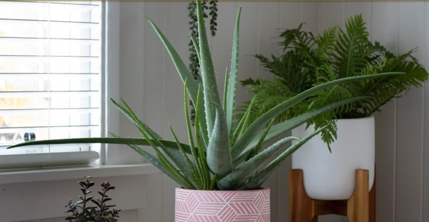 Aloe a jej liečivé vlastnosti