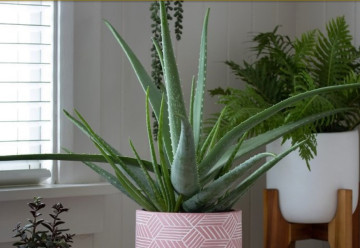 Aloe a jej liečivé vlastnosti