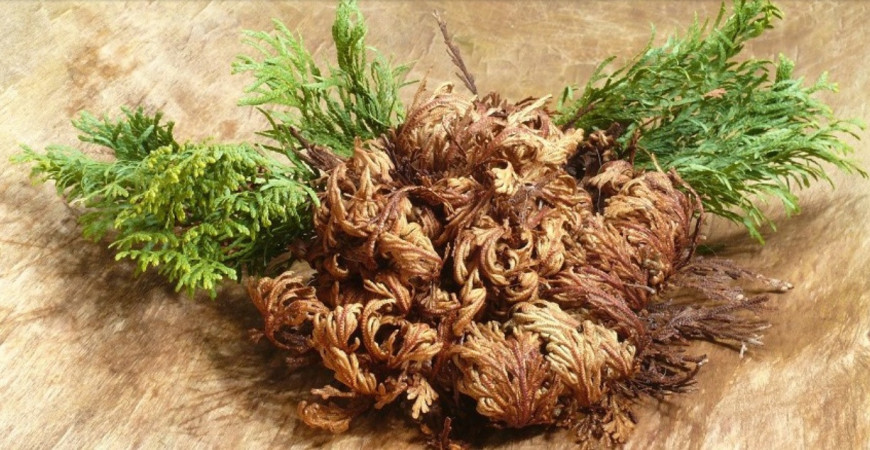 Sadíme a pestujeme - Ruža z Jericha