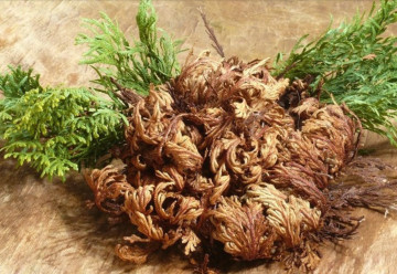 Sadíme a pestujeme - Ruža z Jericha