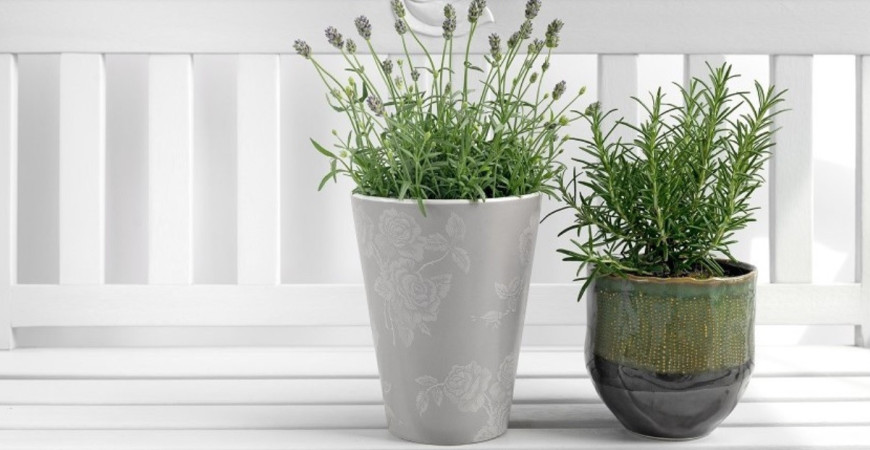 Aké rastliny vám pomôžu s kvalitou spánku?