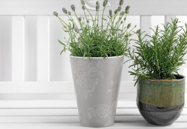 Aké rastliny vám pomôžu s kvalitou spánku?