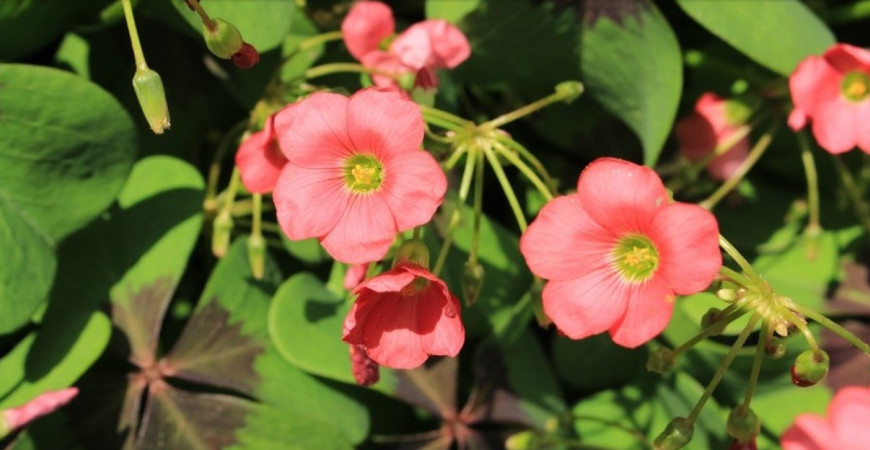 Netradičné kvety okrasných rastlín