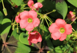 Netradičné kvety okrasných rastlín