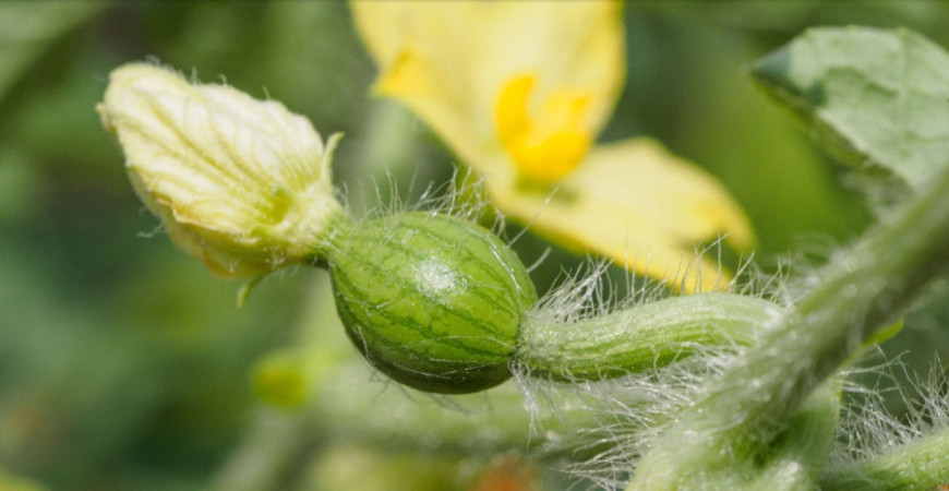 Sadíme a pestujeme - Melón