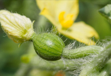 Sadíme a pestujeme - Melón