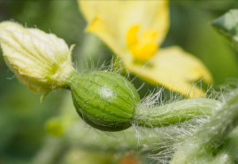 Sadíme a pestujeme - Melón