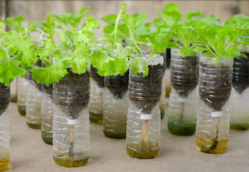 Domáce samozavlažovacie kvetináče