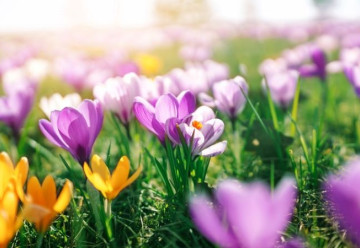 Záhradníkov kalendár: marec