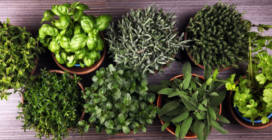 Ktoré bylinky spolu pestovať a ktoré nie?