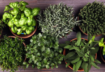 Ktoré bylinky spolu pestovať a ktoré nie?