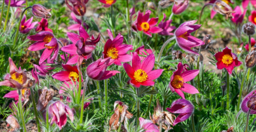 Sadíme a pestujeme - Poniklec