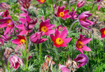 Sadíme a pestujeme - Poniklec