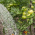 Záhradkárov kalendár: august