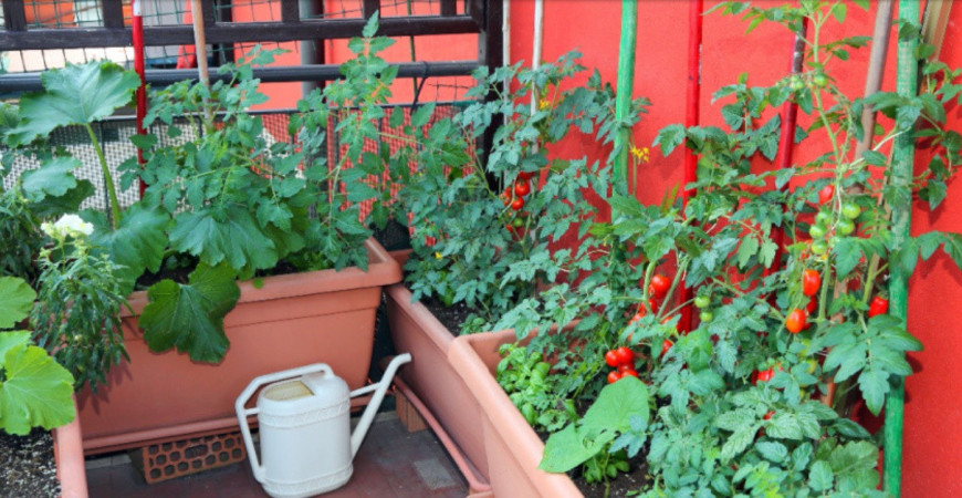 Pestovanie na balkóne