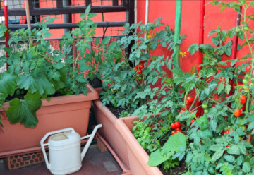 Pestovanie na balkóne